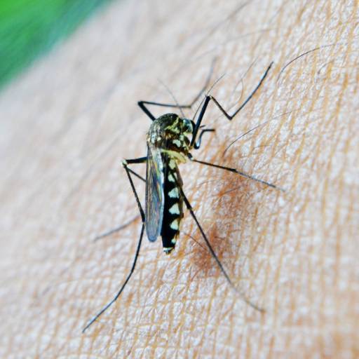 Dedetização de Mosquito/Pernilongo por Acaia Controle Ambiental