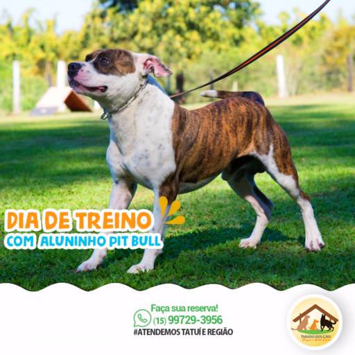 Comprar o produto de Dia De Treino em Adestramento pela empresa Paraíso dos Cães em Tatuí, SP por Solutudo