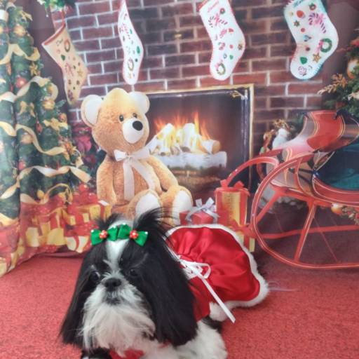 Banho temático -  Natal em Bauru por Tia Angela Centro de Estética Animal