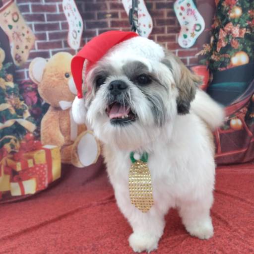 Banho temático -  Natal em Bauru por Tia Angela Centro de Estética Animal