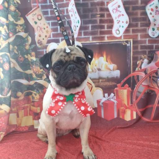 Banho temático -  Natal em Bauru por Tia Angela Centro de Estética Animal