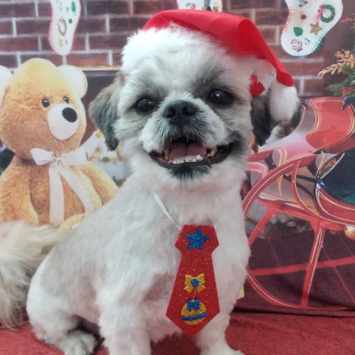 Banho temático -  Natal em Bauru por Tia Angela Centro de Estética Animal