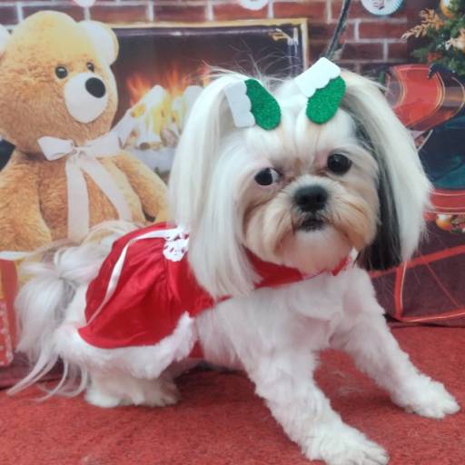 Banho temático -  Natal em Bauru por Tia Angela Centro de Estética Animal