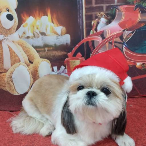 Banho temático -  Natal em Bauru por Tia Angela Centro de Estética Animal