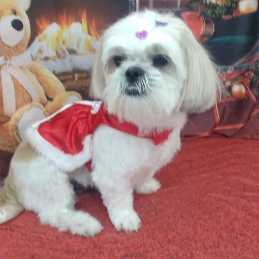 Banho temático -  Natal em Bauru por Tia Angela Centro de Estética Animal