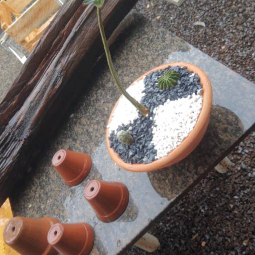 Vaso de plantas por Sempre Verde Jardinagem