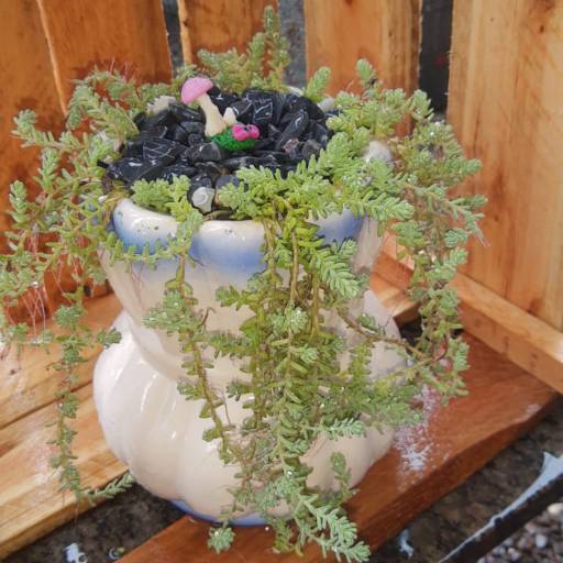 Vaso de plantas por Sempre Verde Jardinagem