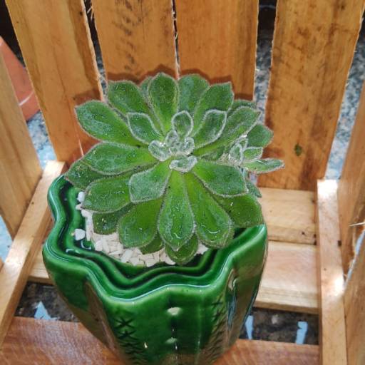 Vaso de plantas por Sempre Verde Jardinagem