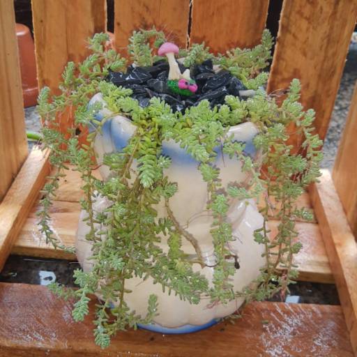 Vaso de plantas por Sempre Verde Jardinagem