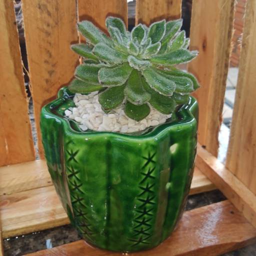 Vaso de plantas por Sempre Verde Jardinagem