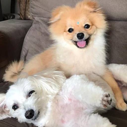 Babá para Cães e Pets
