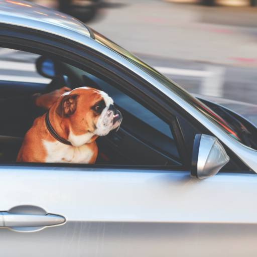 Táxi Dog's  por Mundo Animal Consultório Veterinário e Pet Shop 