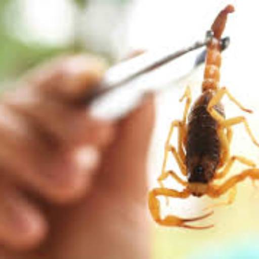 Controle de Escorpiões