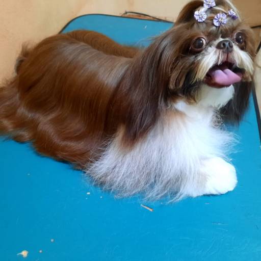 Banho com Hidratação de Argam - Cuidado Premium para Seu Pet em Lençóis Paulista/SP