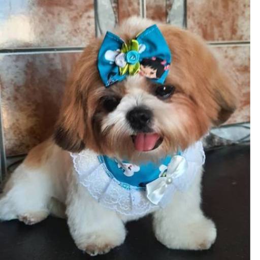 Banho e Tosa - Cuidado Especializado em Lençóis Paulista/SP