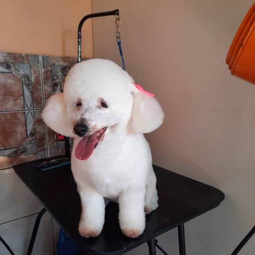 Banho e Tosa ♥ por Banho e Tosa Estilo Dog