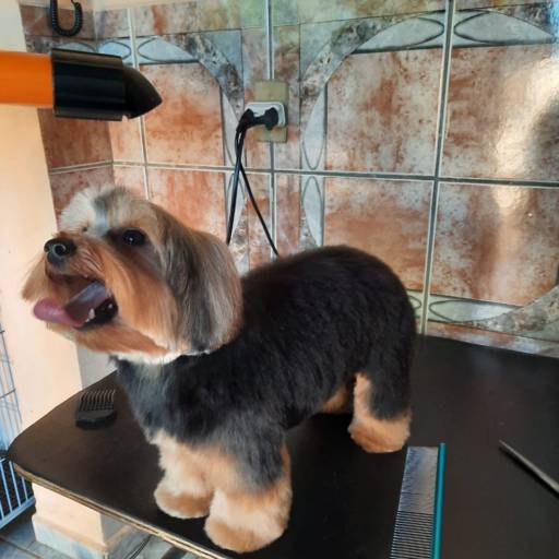 Banho e Tosa ♥ por Banho e Tosa Estilo Dog