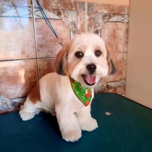 Banho e Tosa ♥ por Banho e Tosa Estilo Dog