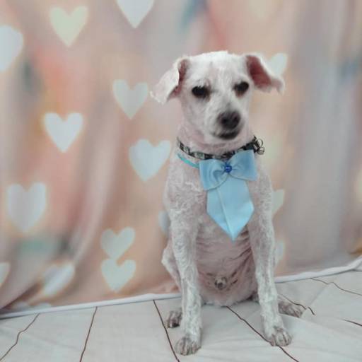 Banho temático - Coração em Bauru por Tia Angela Centro de Estética Animal