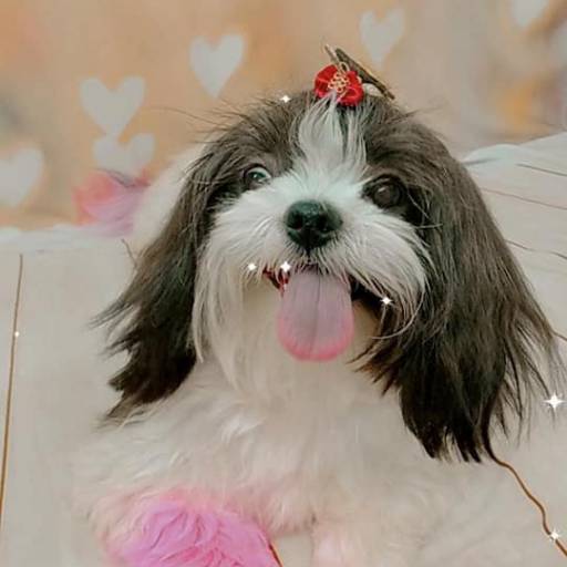 Banho temático - Coração em Bauru por Tia Angela Centro de Estética Animal