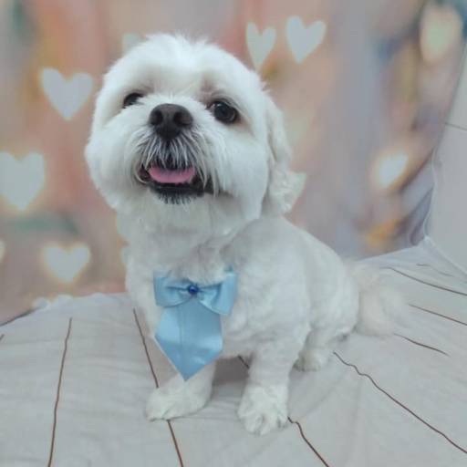 Banho temático - Coração em Bauru por Tia Angela Centro de Estética Animal