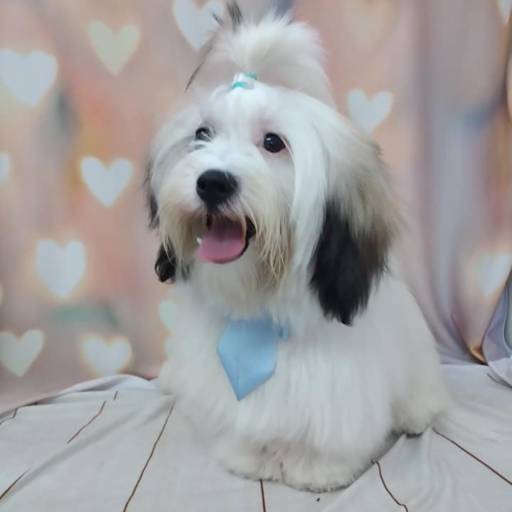 Banho temático - Coração em Bauru por Tia Angela Centro de Estética Animal