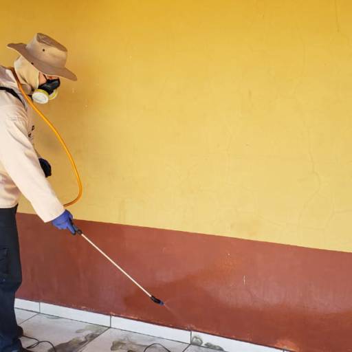 Desinsetização por Vasconcelos Dedetizadora 