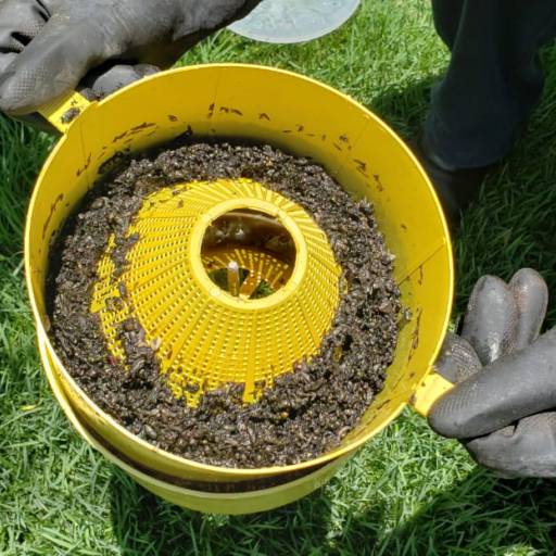 Descupinização por Vasconcelos Dedetizadora 