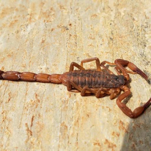 Descorpinização por Vasconcelos Dedetizadora 