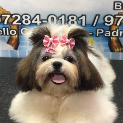 Banho em Shihtzu ♥