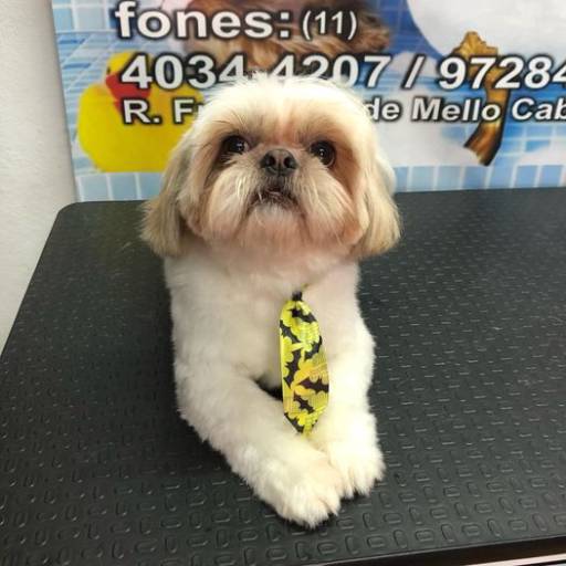 Banho em Shihtzu ♥