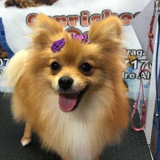Comprar o produto de Banho em Spitz Alemão♥ em Pet Shop pela empresa Caprichos Dog em Bragança Paulista, SP por Solutudo