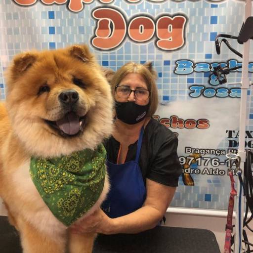 Banho em ChowChow ♥