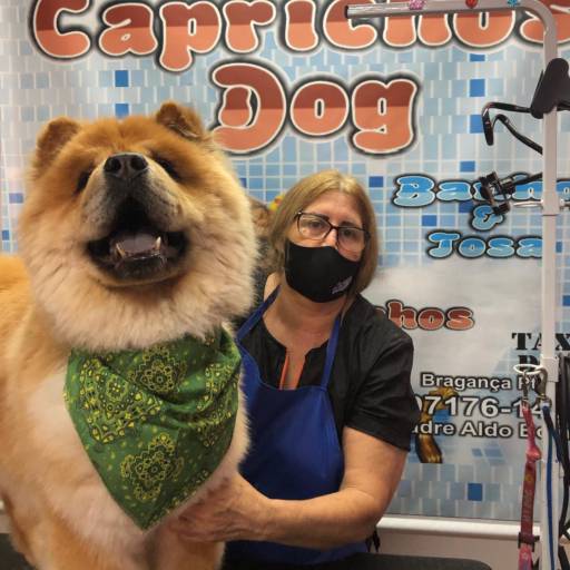 Banho em ChowChow ♥ por Caprichos Dog