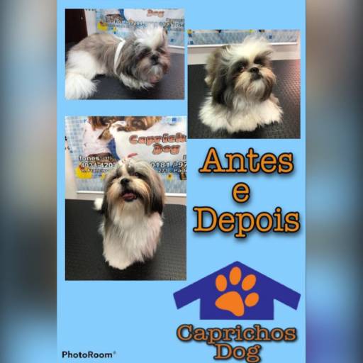 Antes e Depois ♥ por Caprichos Dog