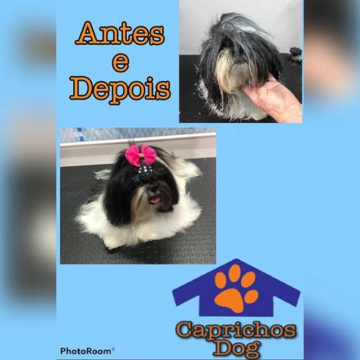 Comprar o produto de Antes e Depois ♥ em Pet Shop pela empresa Caprichos Dog em Bragança Paulista, SP por Solutudo