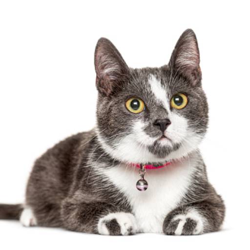 Castração de Gato Macho