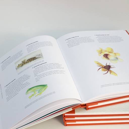 Ilustração Zoológica por Atelier Rosa Alves