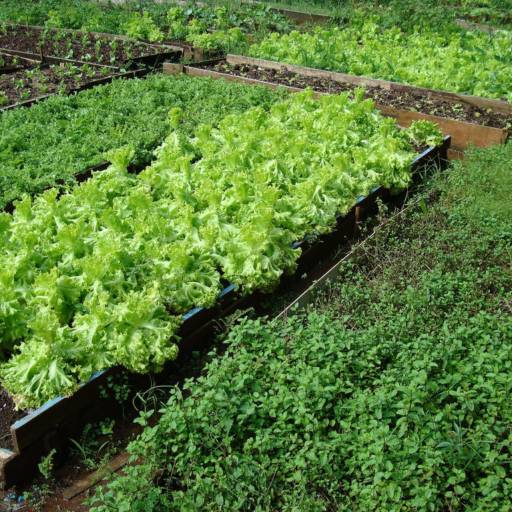 Promove uma alimentação saudável e com rastreabilidade com o cultivo de hortaliças por Sinergia Orgânicos