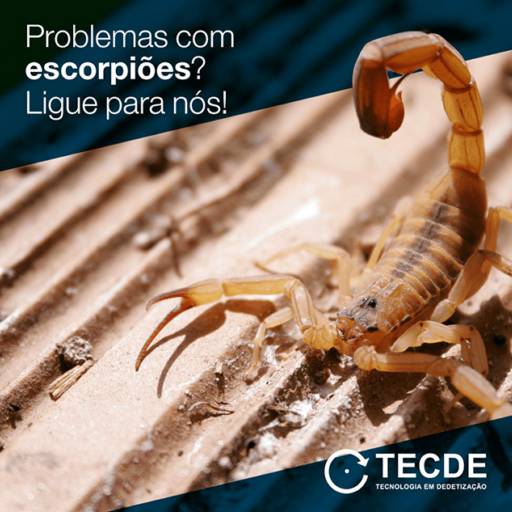 Comprar o produto de Controle de Escorpiões em Dedetização pela empresa Dedetizadora Tecde em Tatuí, SP por Solutudo