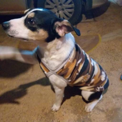 Roupinha para Cachorro