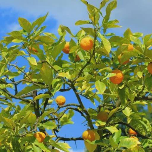 Comprar o produto de Plantação de Árvores Frutíferas em Jardinagem pela empresa Tropical Jardinagem em Lençóis Paulista, SP por Solutudo