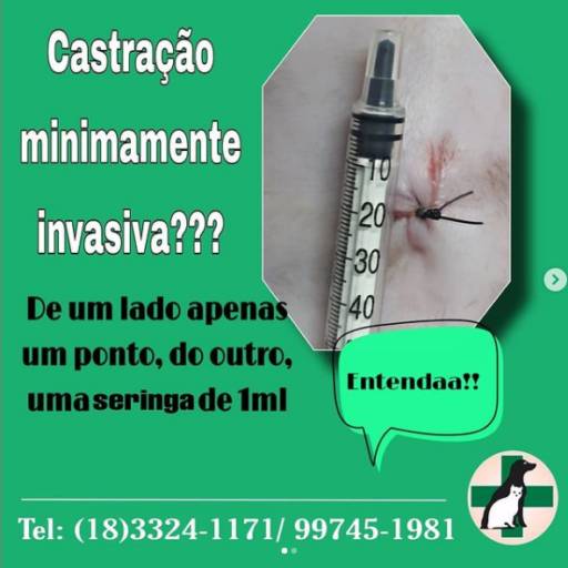 Castração de Animais por Clínica Veterinária São Francisco de Assis
