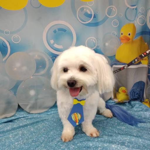 Banho temático - Hora do banho em Bauru por Tia Angela Centro de Estética Animal