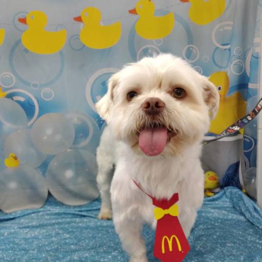 Banho temático - Hora do banho em Bauru por Tia Angela Centro de Estética Animal