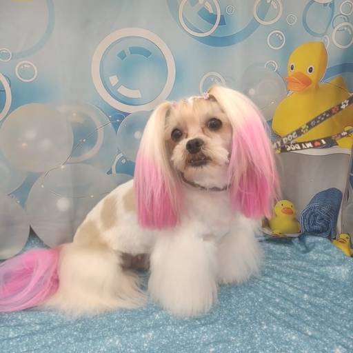 Banho temático - Hora do banho em Bauru por Tia Angela Centro de Estética Animal