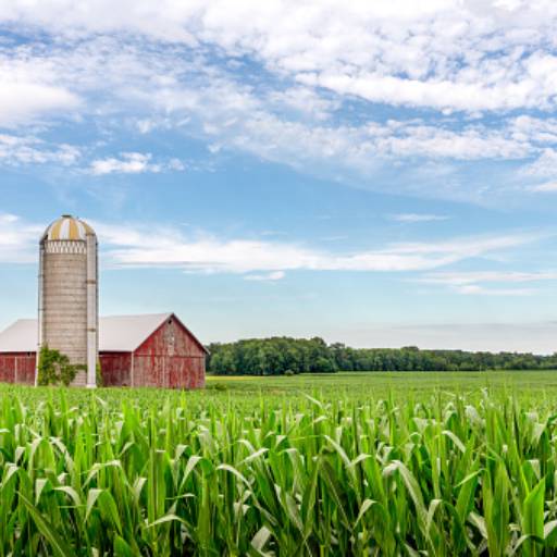 Nutrição Vegetal por Agro Safra