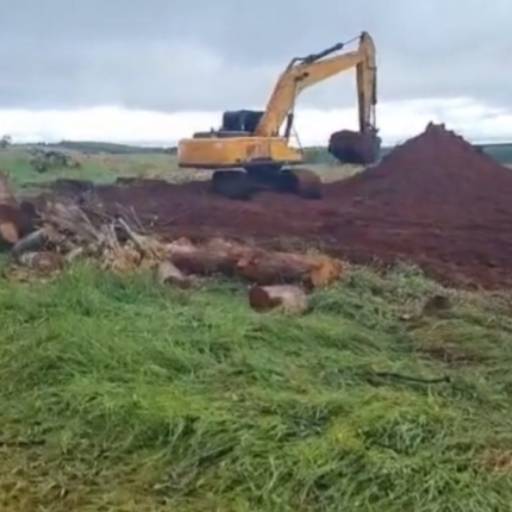 Destoca de Eucalipto (Pequeno e Grande Porte) por CJC Terraplenagem e Construção Civil