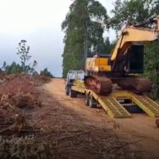 Destoca de Eucalipto (Pequeno e Grande Porte) por CJC Terraplenagem e Construção Civil