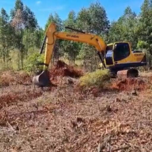 Destoca de Eucalipto (Pequeno e Grande Porte) por CJC Terraplenagem e Construção Civil